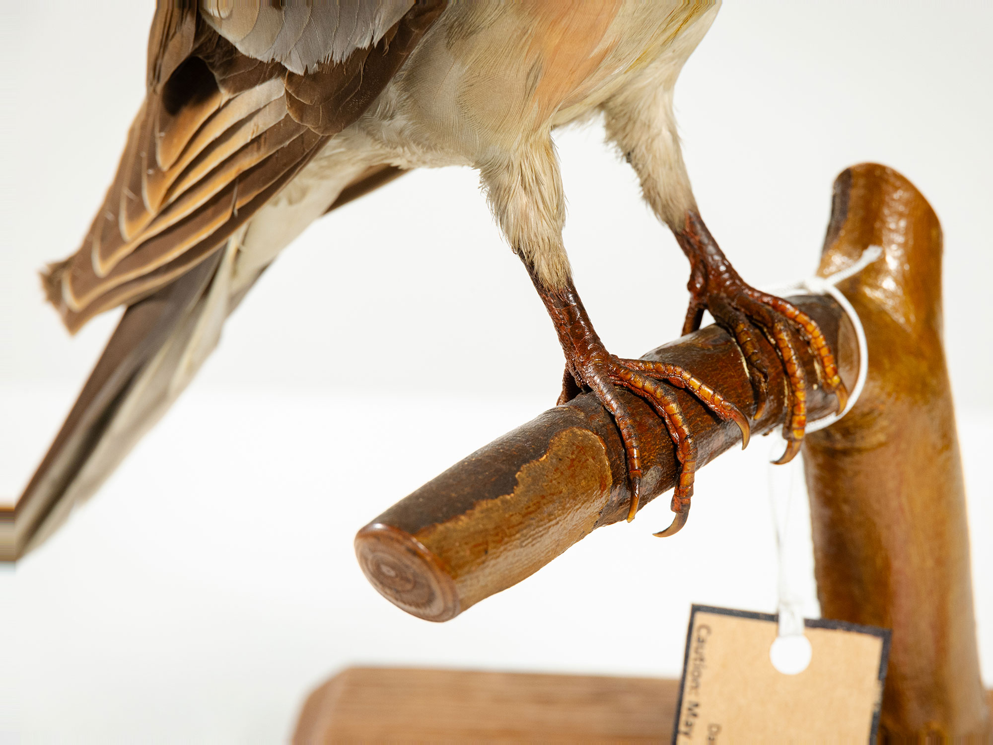 Passenger pigeon mount